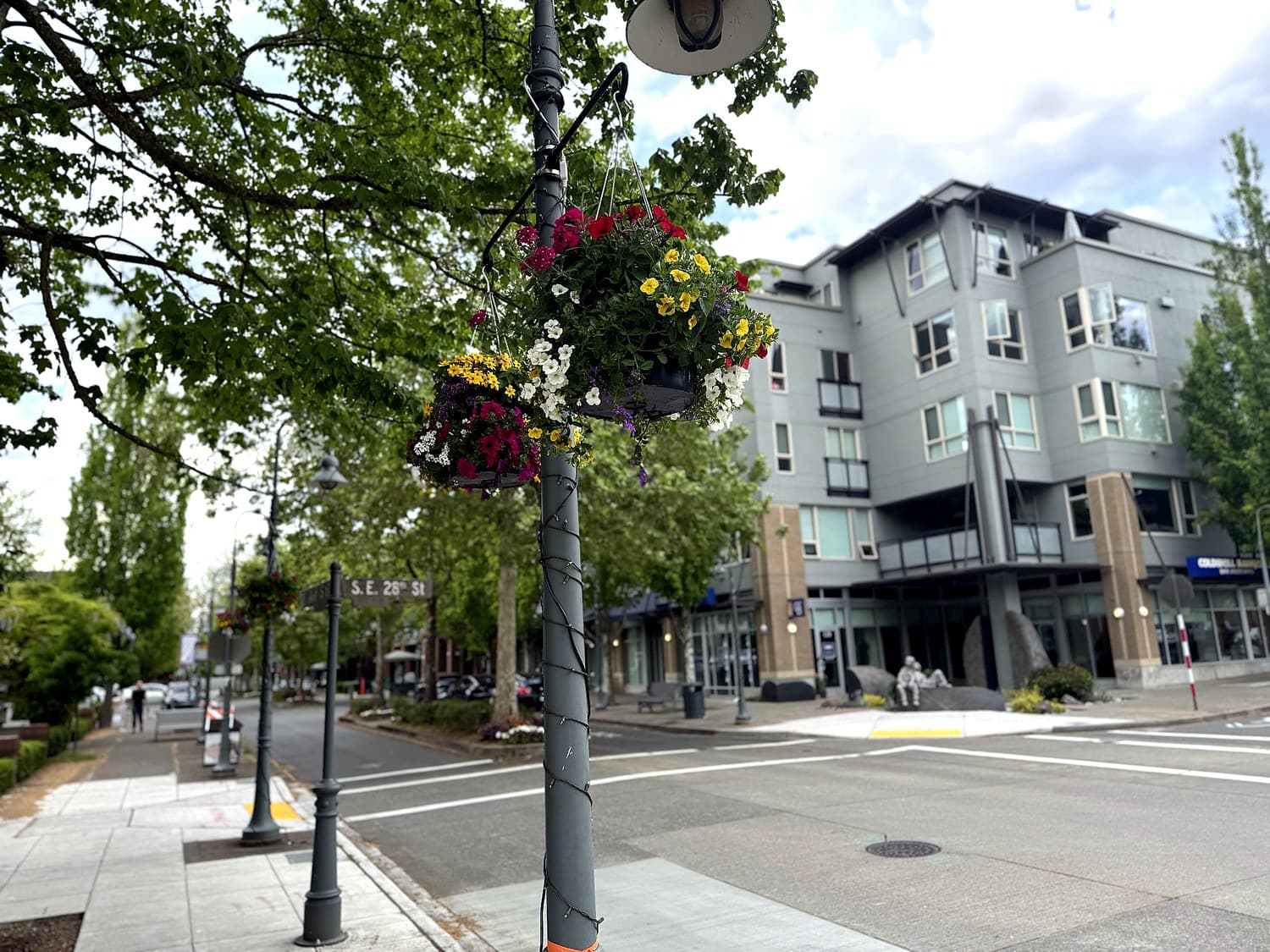 Plane tree and flower beds in the Town Center median